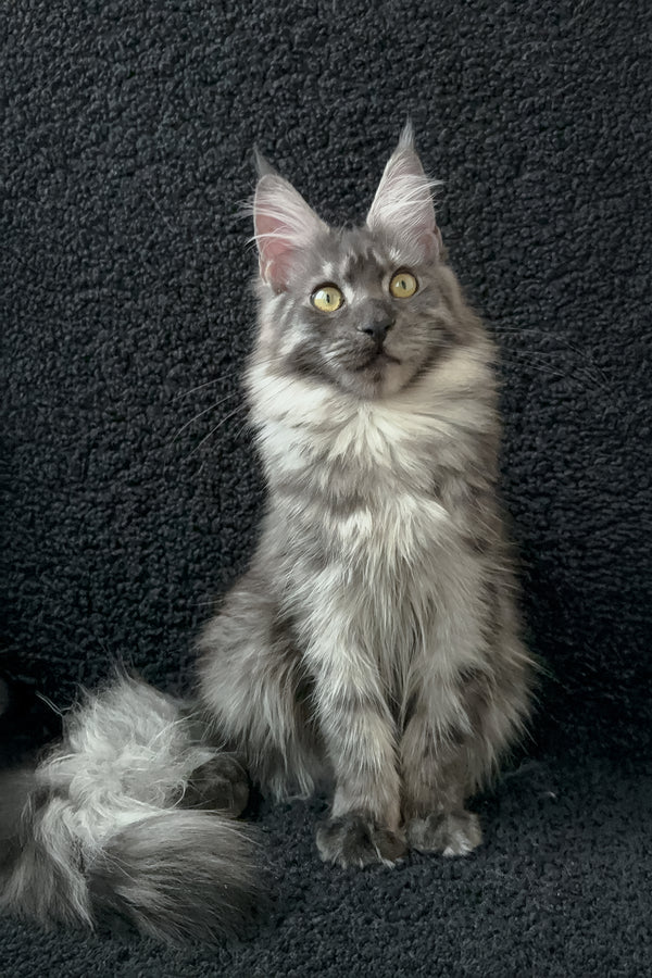 Barena | Maine Coon Kitten