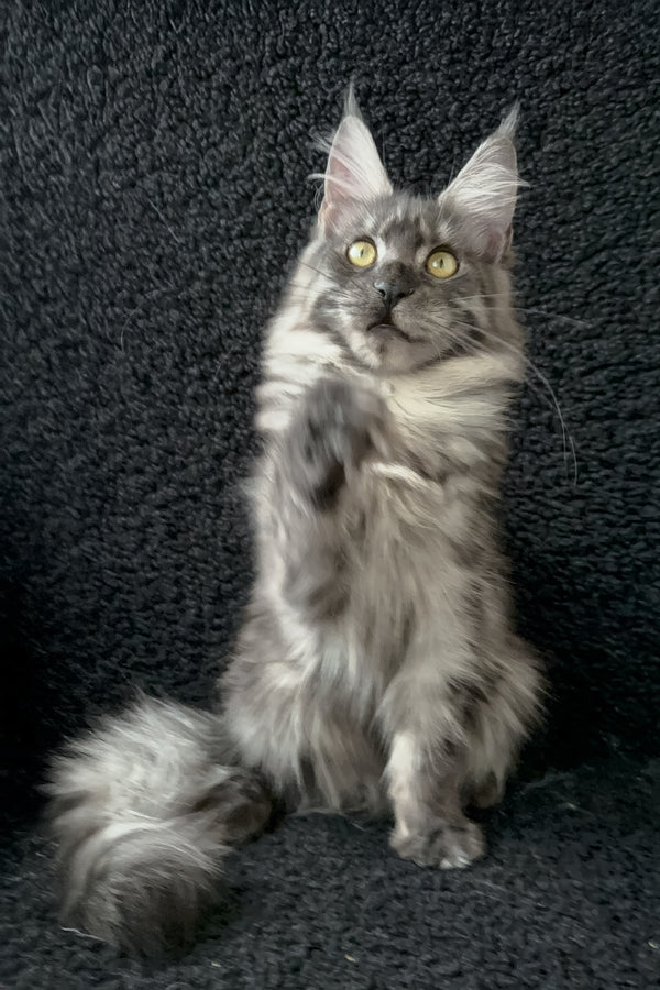 Barena | Maine Coon Kitten