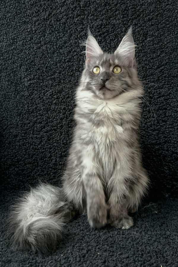 Barena | Maine Coon Kitten
