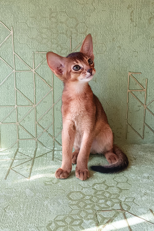 Barry | Abyssinian Kitten