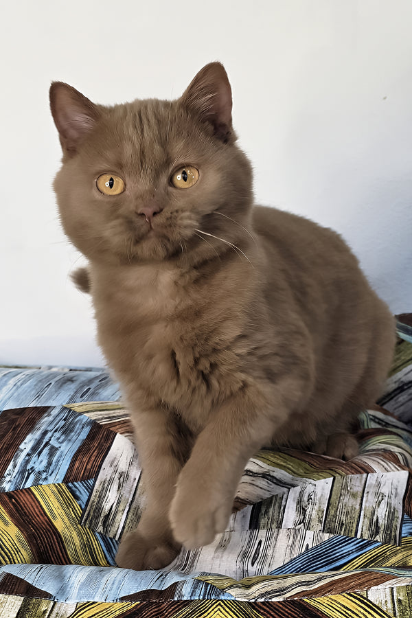 Betti | British Shorthair Kitten