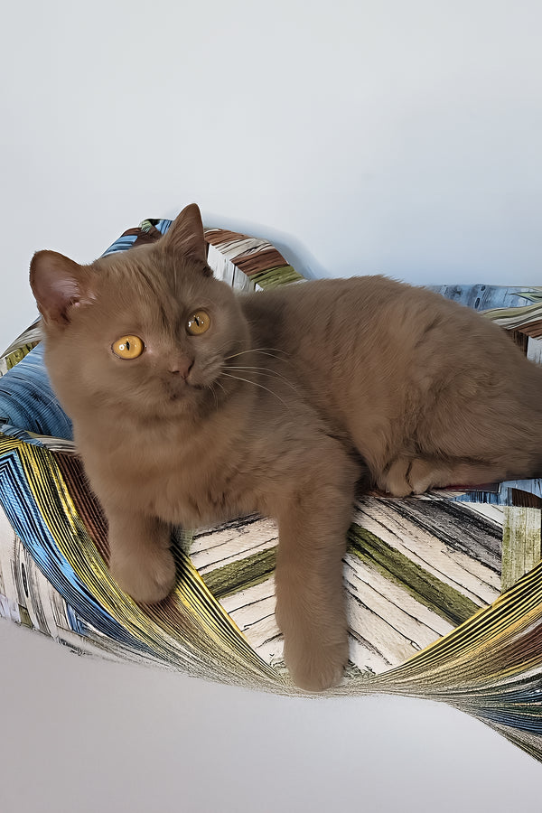 Betti | British Shorthair Kitten