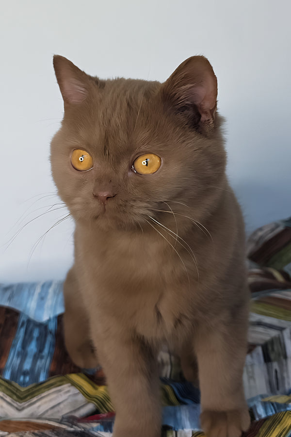 Betti | British Shorthair Kitten