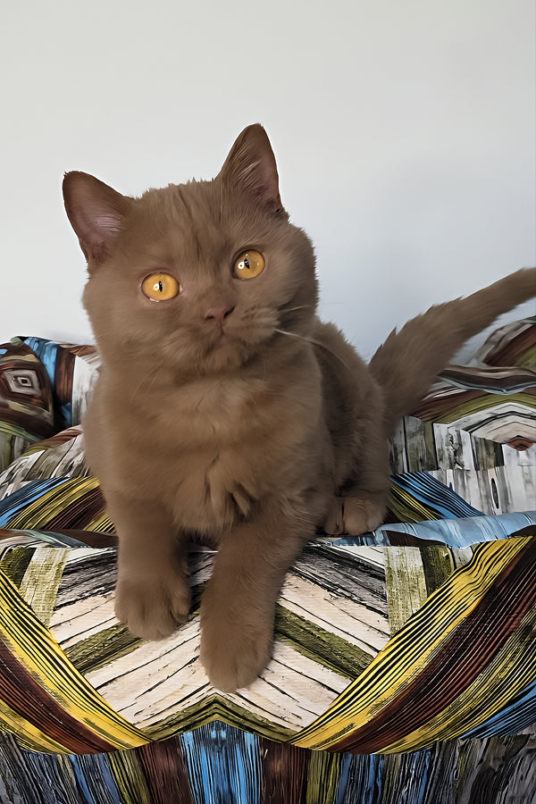 Betti | British Shorthair Kitten