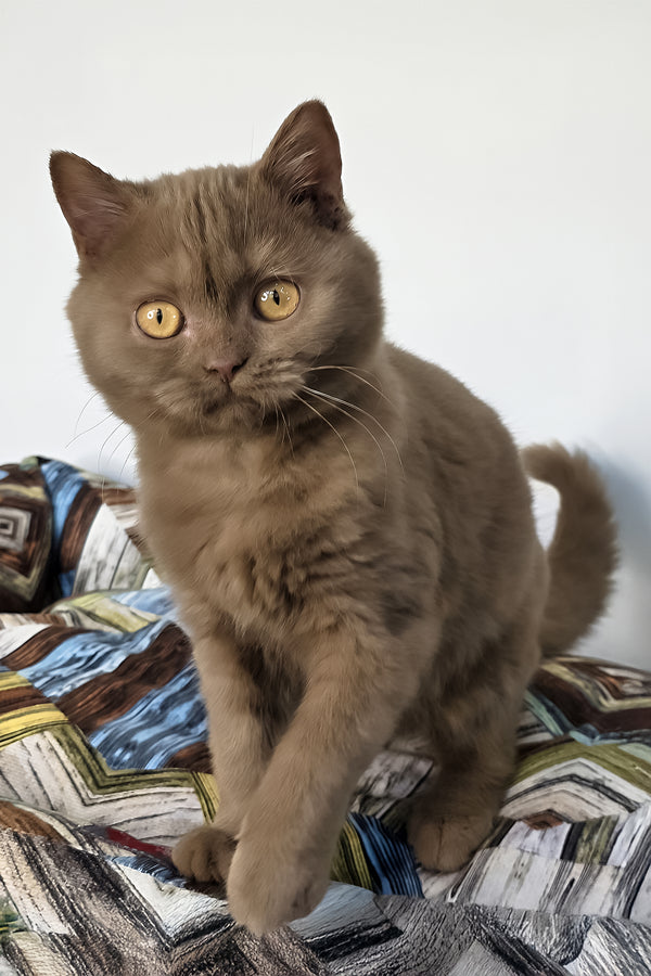 Betti | British Shorthair Kitten