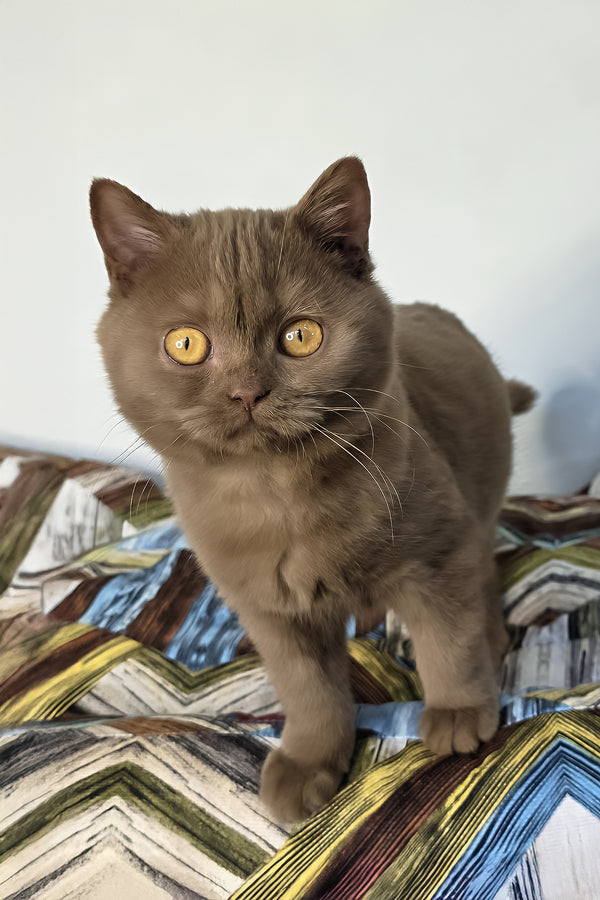 Betti | British Shorthair Kitten