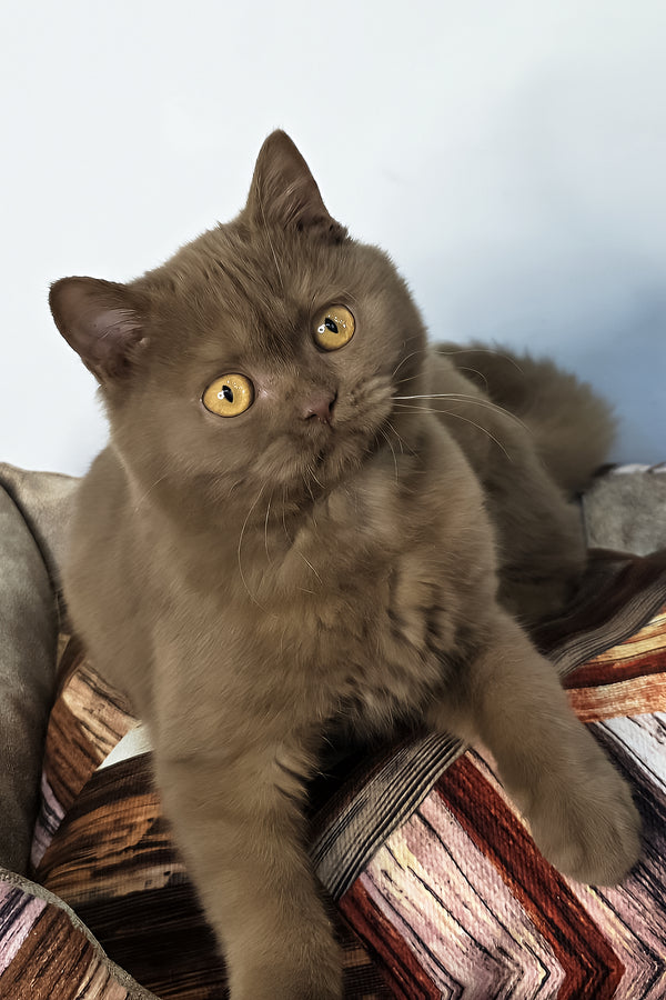 Betti | British Shorthair Kitten