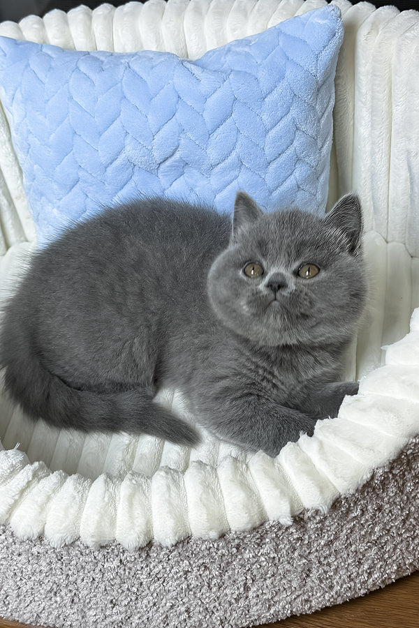 Boss | Scottish Straight Kitten