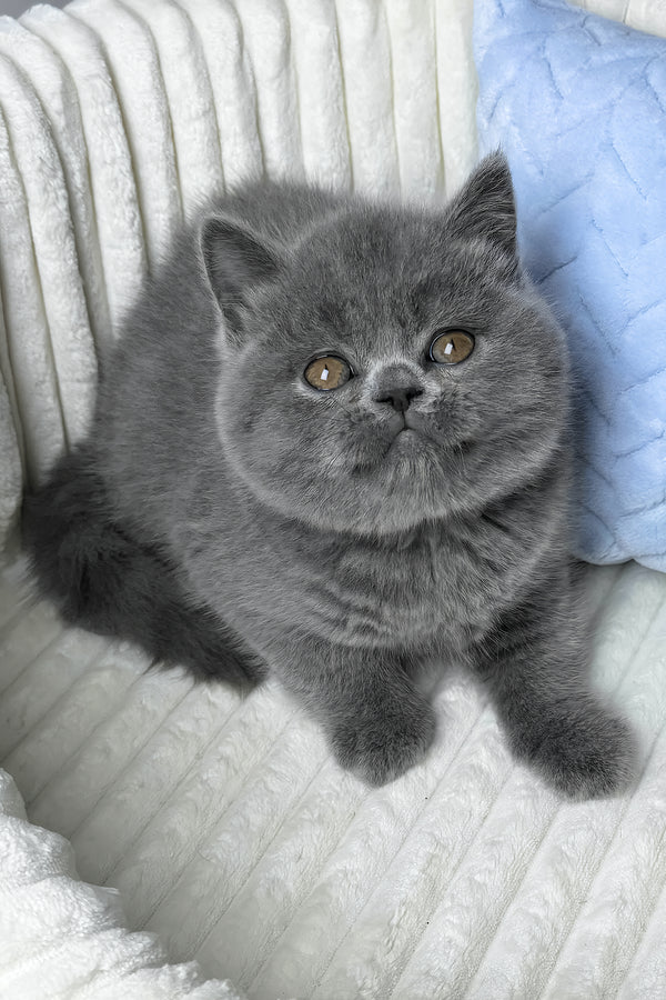 Boss | Scottish Straight Kitten