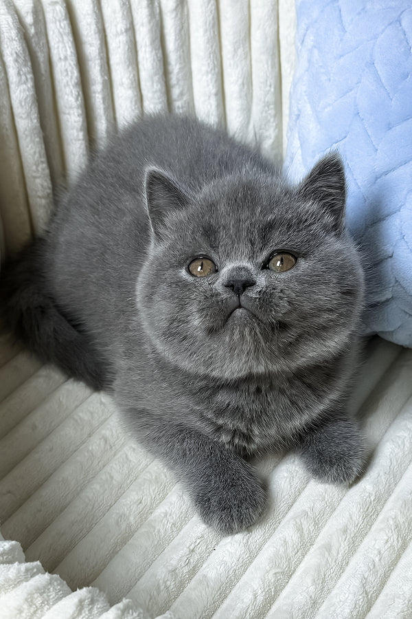 Boss | Scottish Straight Kitten