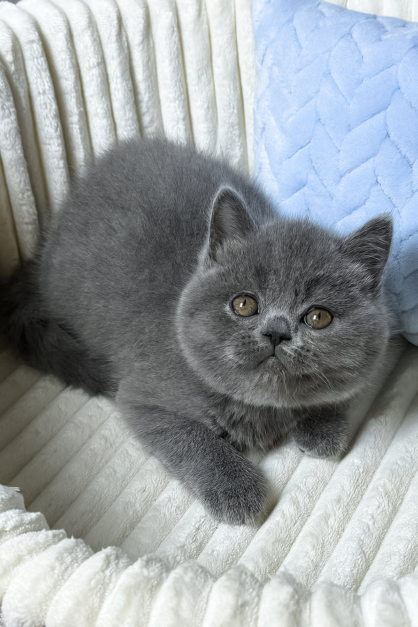 Boss | Scottish Straight Kitten