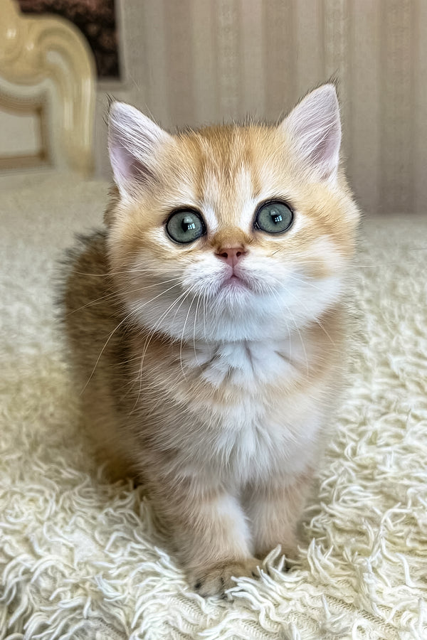 Bridget | British Shorthair Kitten