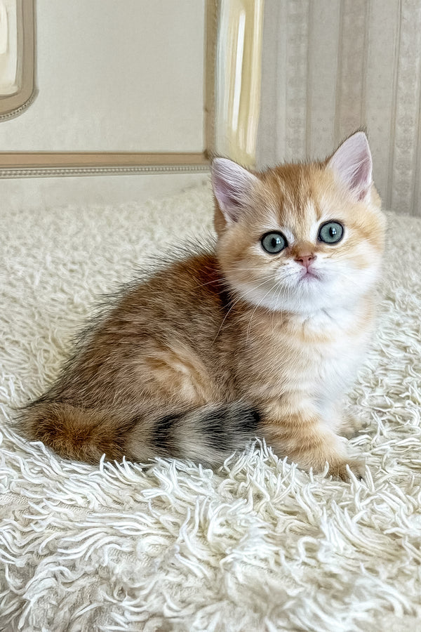 Bridget | British Shorthair Kitten