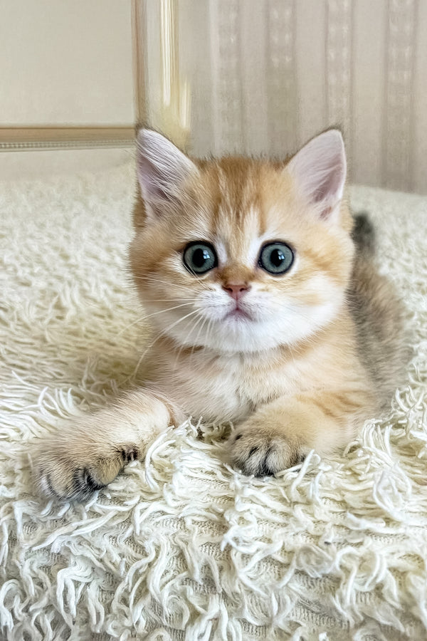 Bridget | British Shorthair Kitten