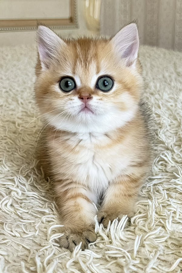 Bridget | British Shorthair Kitten