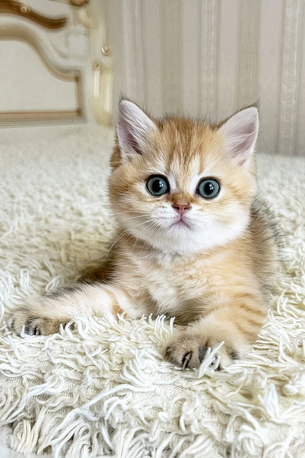 Bridget | British Shorthair Kitten