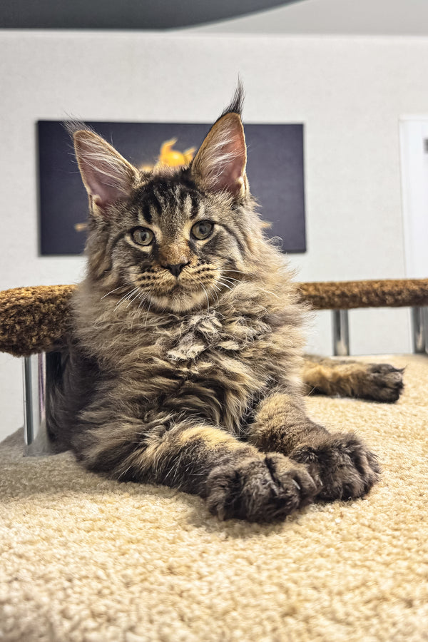 Bruno | Maine Coon Kitten