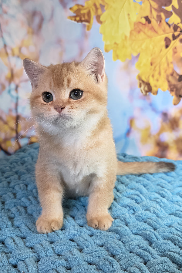 Cake | British Shorthair Kitten