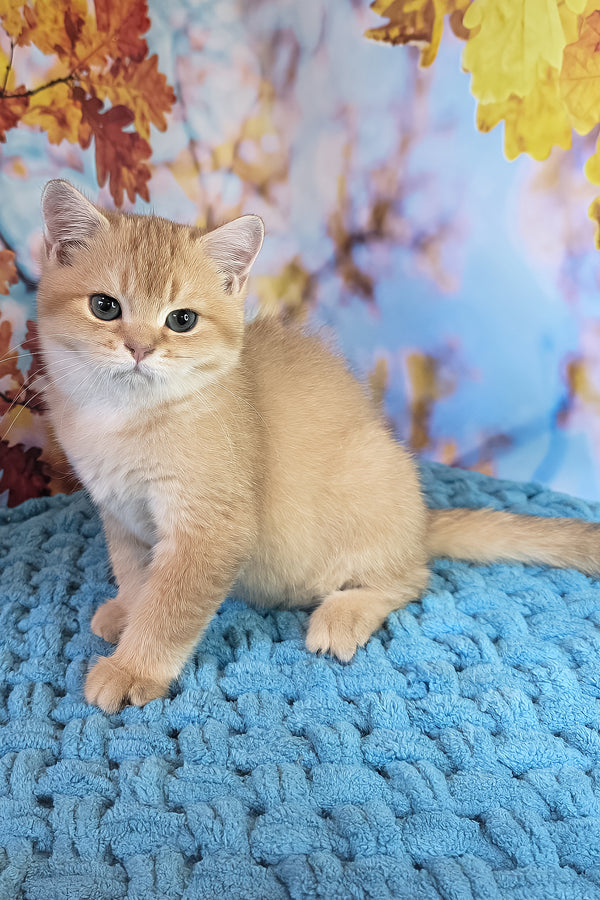 Cake | British Shorthair Kitten