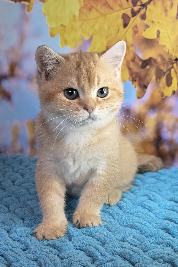 Cake | British Shorthair Kitten