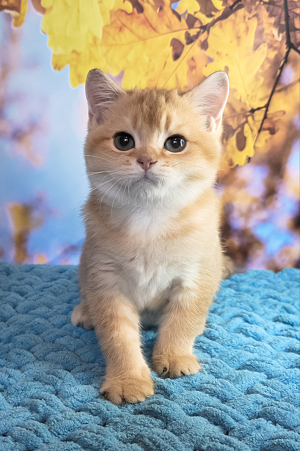 Cake | British Shorthair Kitten