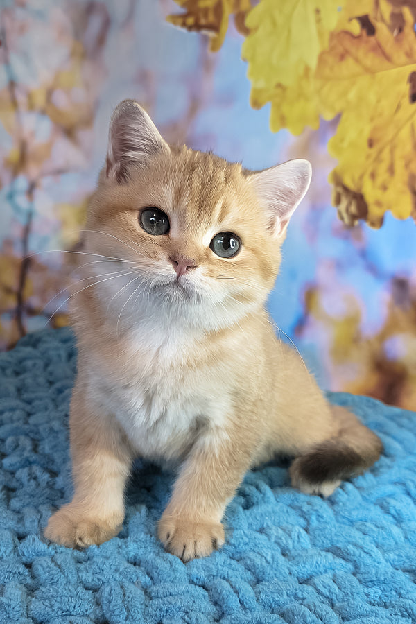 Cake | British Shorthair Kitten