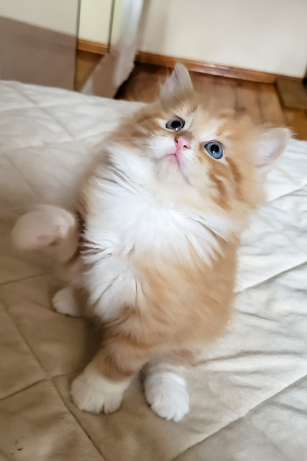 Corsair | Siberian Kitten