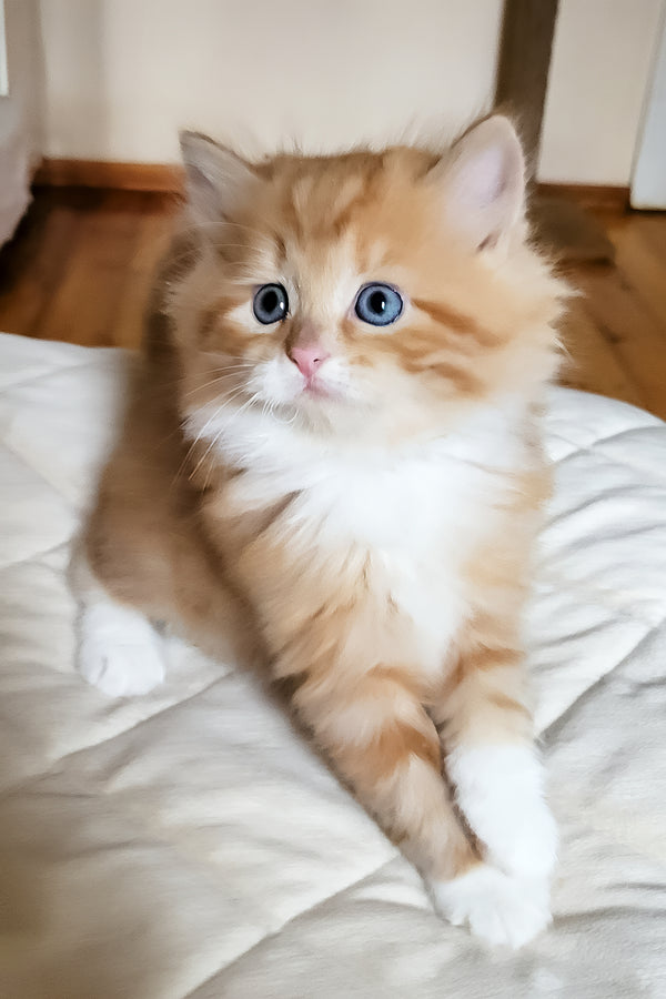 Corsair | Siberian Kitten