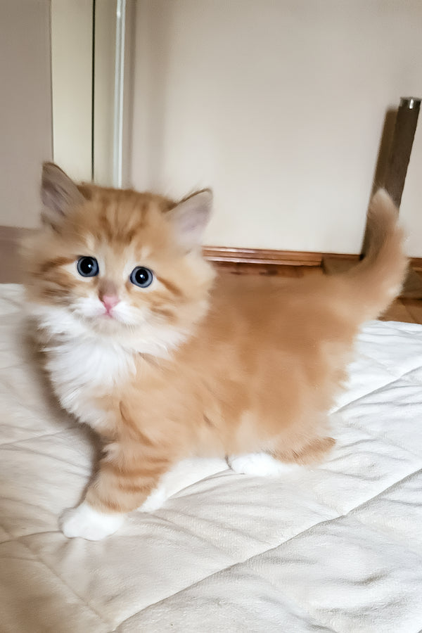 Corsair | Siberian Kitten