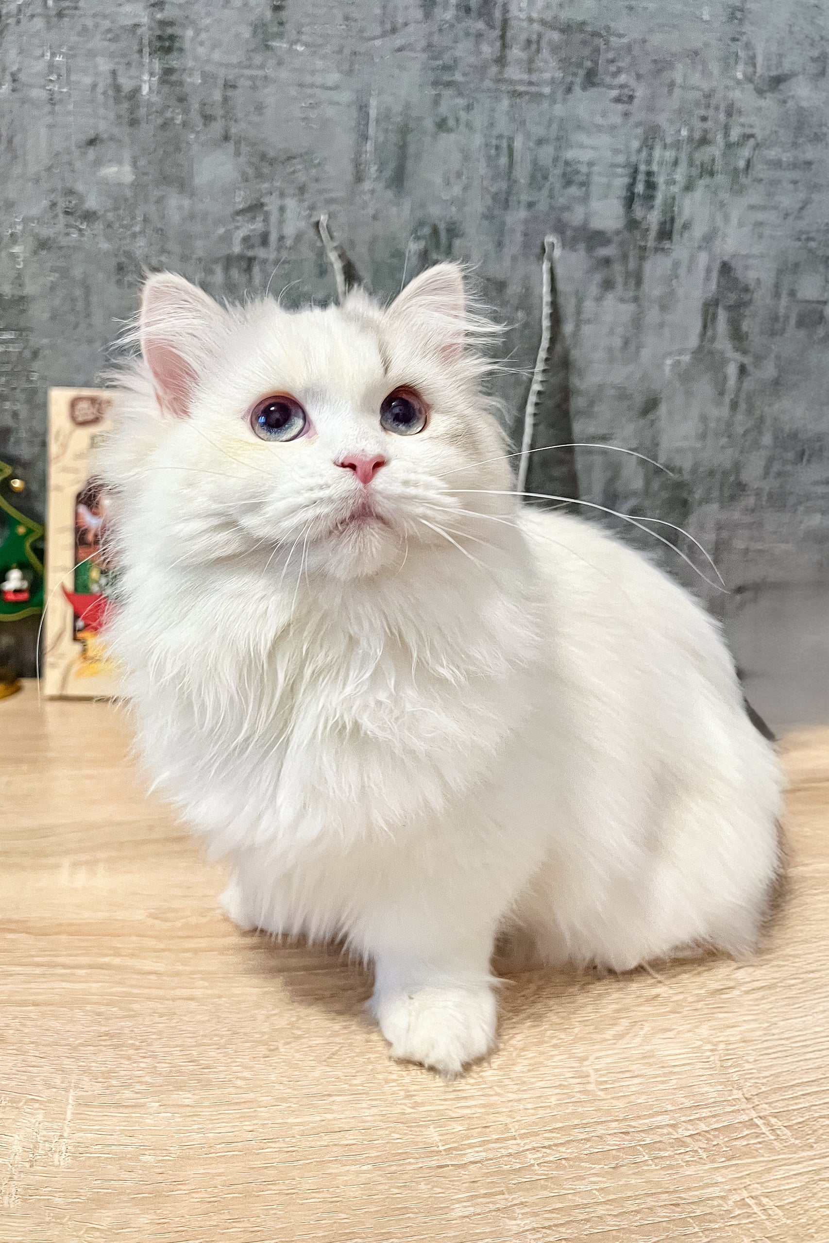 Kucing Buy Munchkin Cat Kucing Munchkin Munchkin Bengal Cat