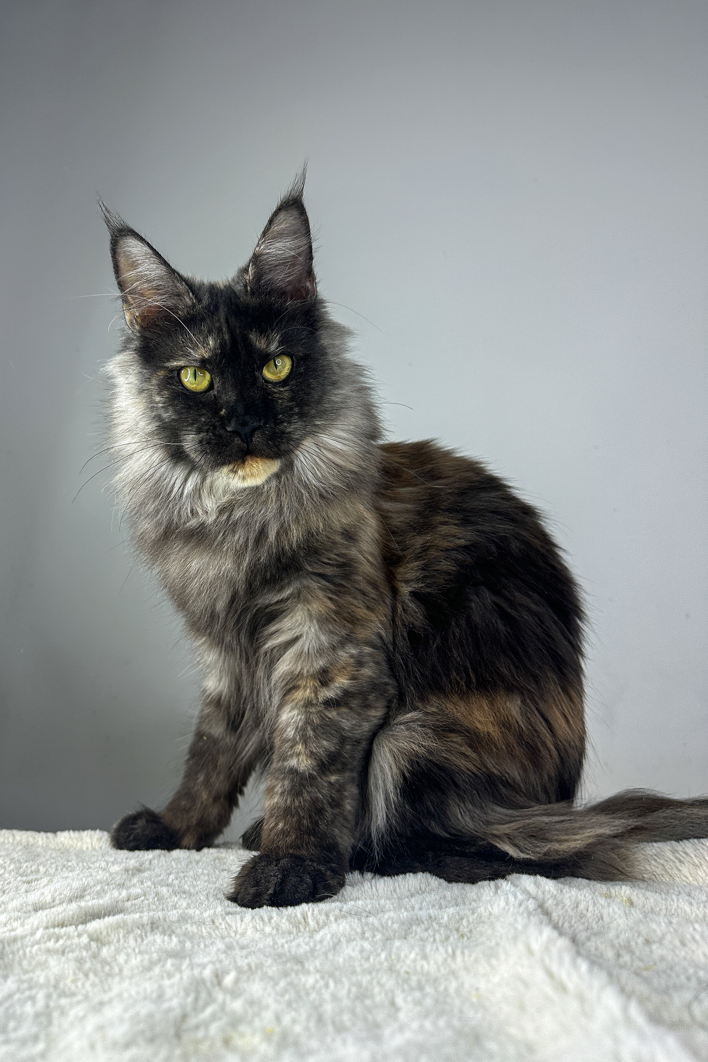 Dakota the Loving Maine Coon Kitten Awaits You