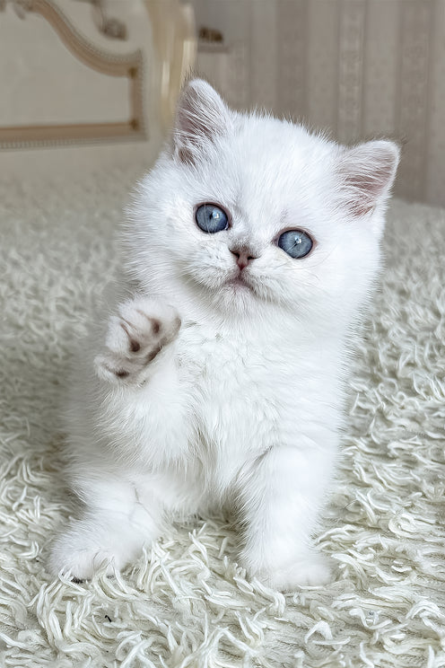Dandy | British Shorthair Kitten