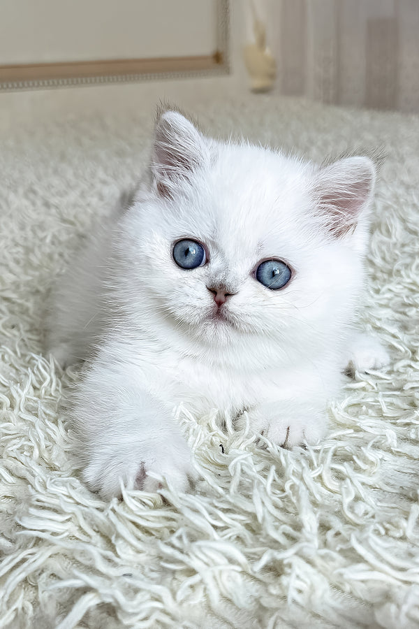 Dandy | British Shorthair Kitten