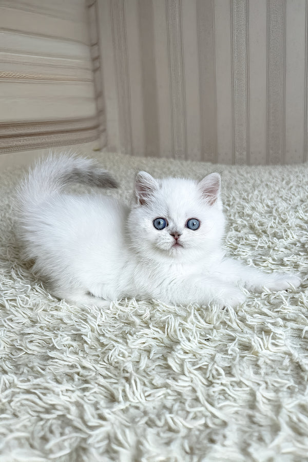 Dandy | British Shorthair Kitten