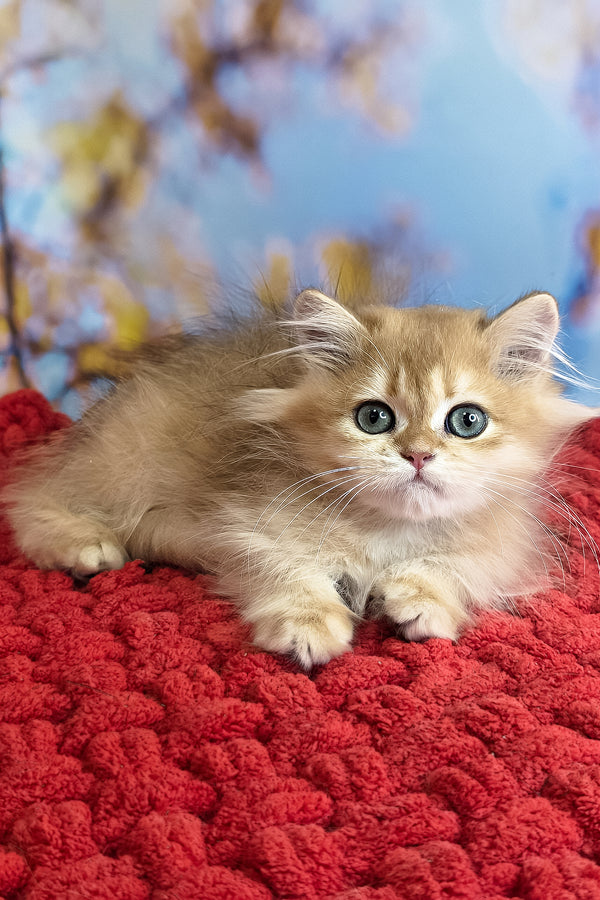 Daniela | British Longhair Kitten