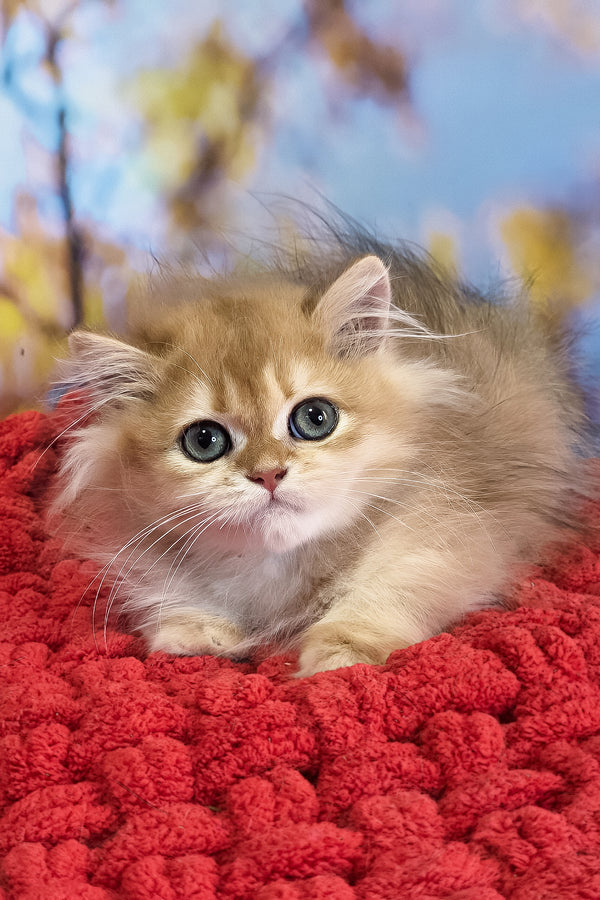 Daniela | British Longhair Kitten