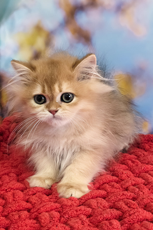 Daniela | British Longhair Kitten