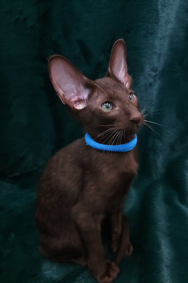 Darlene | Oriental Shorthair Kitten