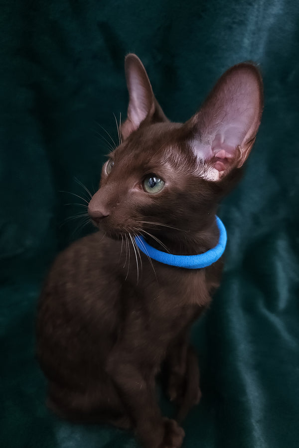 Darlene | Oriental Shorthair Kitten