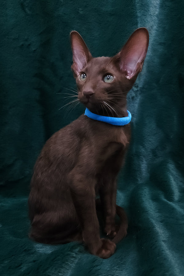 Darlene | Oriental Shorthair Kitten