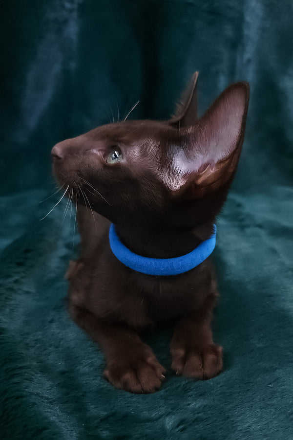 Darlene | Oriental Shorthair Kitten