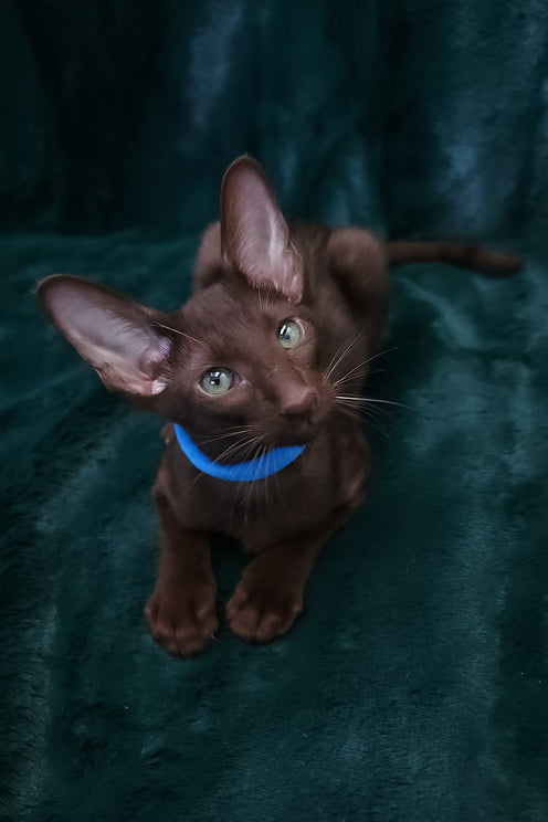 Darlene | Oriental Shorthair Kitten