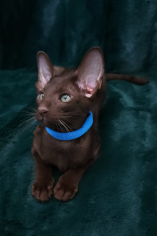 Darlene | Oriental Shorthair Kitten