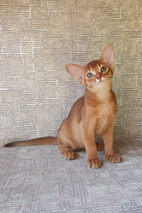 Darling | Abyssinian Kitten