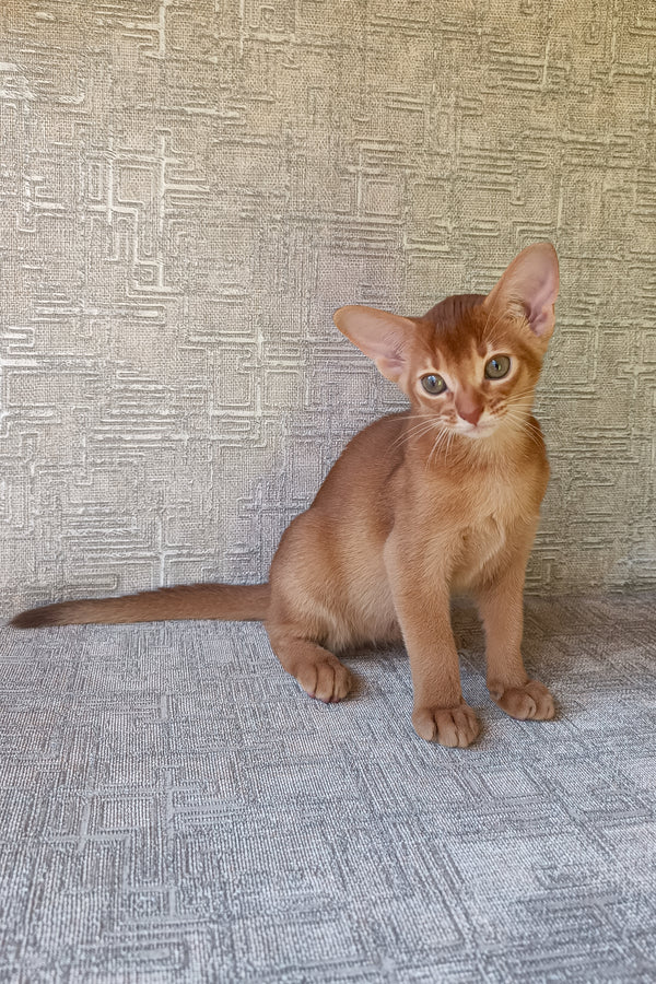 Darling | Abyssinian Kitten