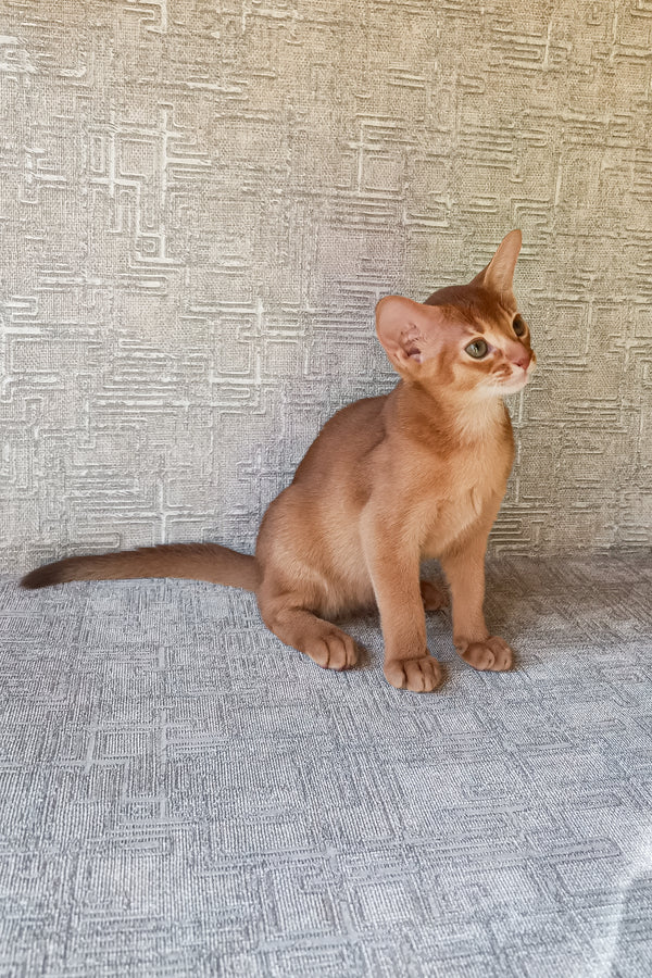 Darling | Abyssinian Kitten