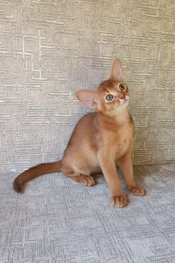 Darling | Abyssinian Kitten