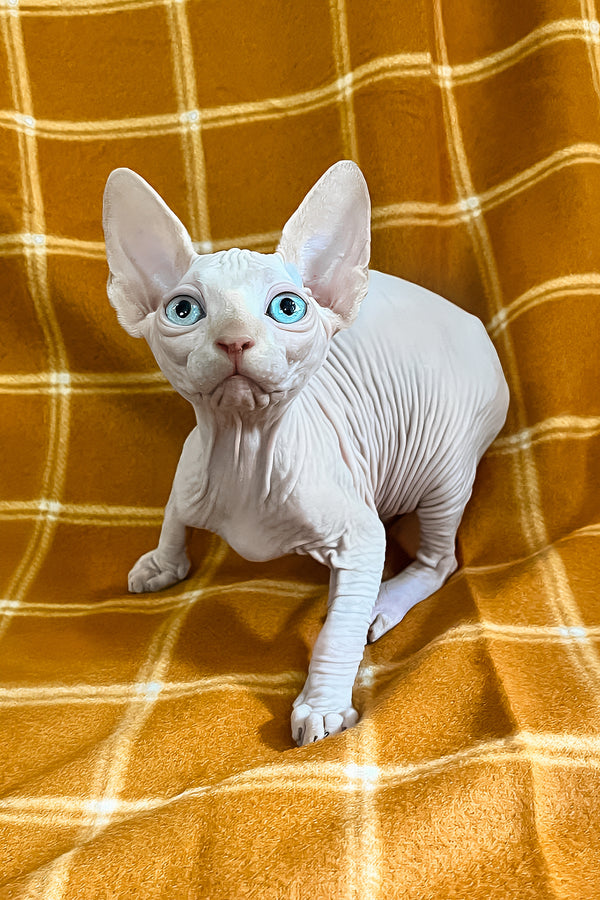 Dekster | Sphynx Kitten