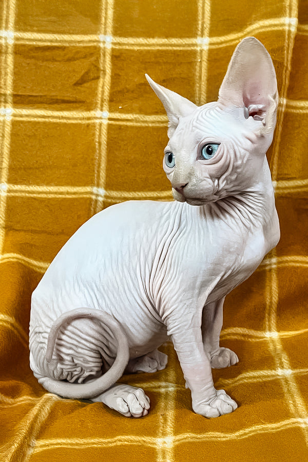 Dekster | Sphynx Kitten
