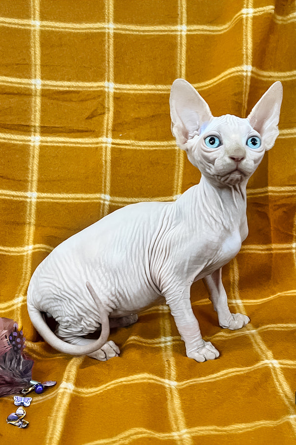 Dekster | Sphynx Kitten